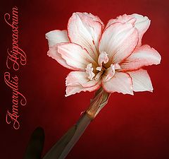 photo "Amaryllis Hippeastrum"