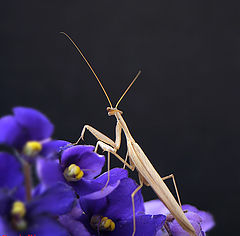 photo "Mantis religiosa"