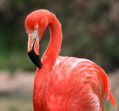 photo "Pink flamingo"