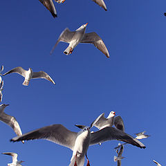 photo "SeaGulls"