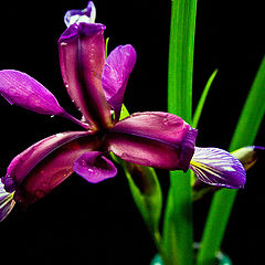photo "***"