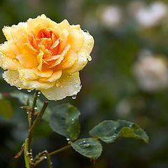 photo "Rose in the Rain"