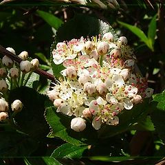 photo "To pollination  is ready!"