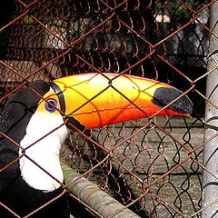 photo "Toucan"