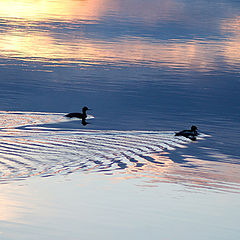 photo "Ducks in the night"