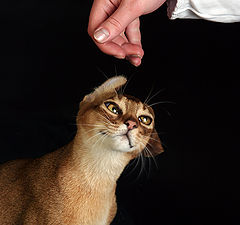 photo "Merry portrait with the crushed ears"