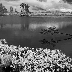 photo "Pseudo IR swamp picture"