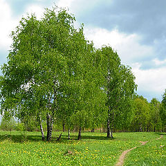 фото "Лесной пейзаж"