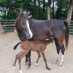 photo "Mother and Son #1"