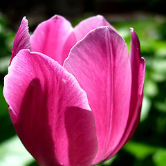 фото "Tulip"