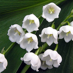 photo "May lilies"