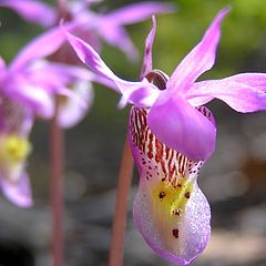 фото "Calypso Bulbosa"