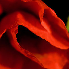photo "Poppy Seed"
