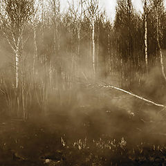 фото "Лесной пожар"