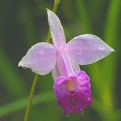 фото "After The Rain"