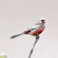 photo "Long-tailed Rosefinch"