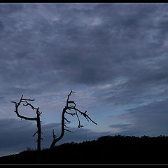 photo "Вечерний каприз"