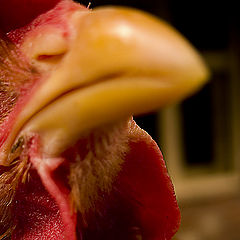 фото "My chicken friend"