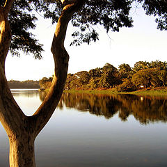 фото "tree at lake"