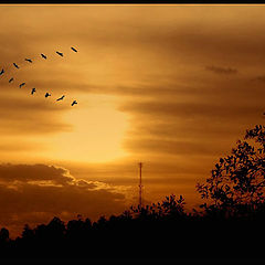 photo "when the birds goes out..."