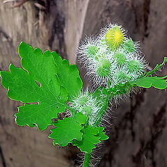 photo "Hedgehog inflorescence"