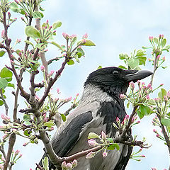 photo "Waiting for the fruit"