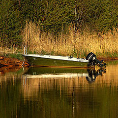 photo "Green silence"