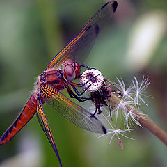 photo "Soft landing"