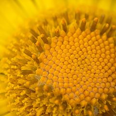 photo "raindrops on a flower"