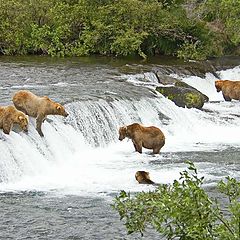 photo "Bears of Katmai"