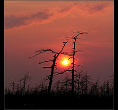 photo "Попалось!"