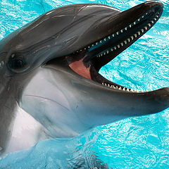 photo "Delfin"