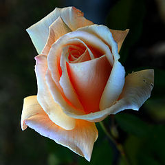 photo "Yellow Rose"