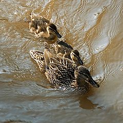 фото "Family..."