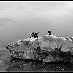 photo "На льдине / On the Iceberg"