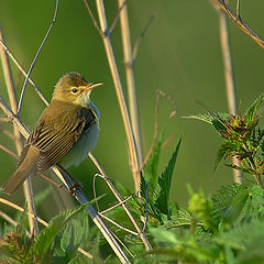 photo "Bird in the evening"