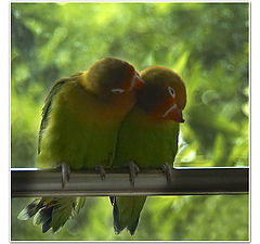 photo "lovebird-1"