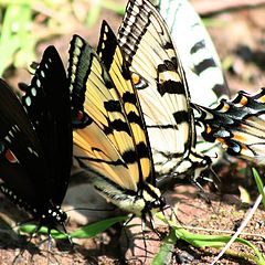 photo "A Butterfly Breeding Ground"