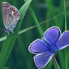 фото "Бабочки"