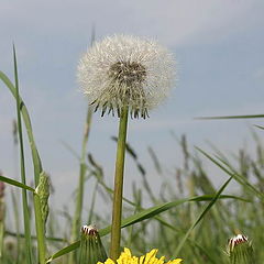 photo "Short life of a dandelion."