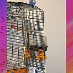 photo "Eye to eye"