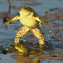 photo "Frog love"