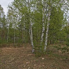 photo "fir-trees and birches"