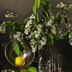 photo "Bunch of bird cherry tree flowers"