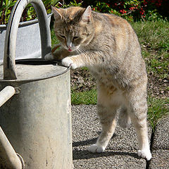 photo "I have tasted better water"