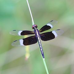 photo "Dragonfly"