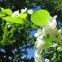 photo "spring!"