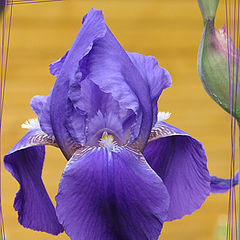 фото "Violet_Iris"