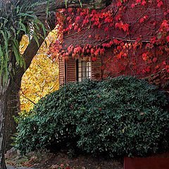 фото "autumn's paintbrushes"