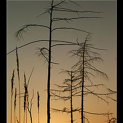 photo "Вечерний этюд с сорняком"